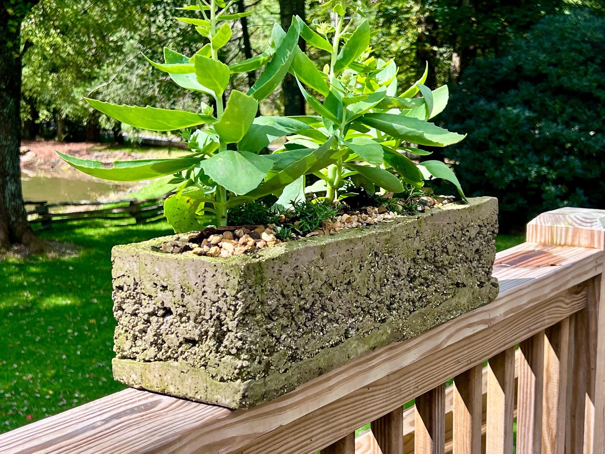 Concrete planter with green plants on a wooden deck