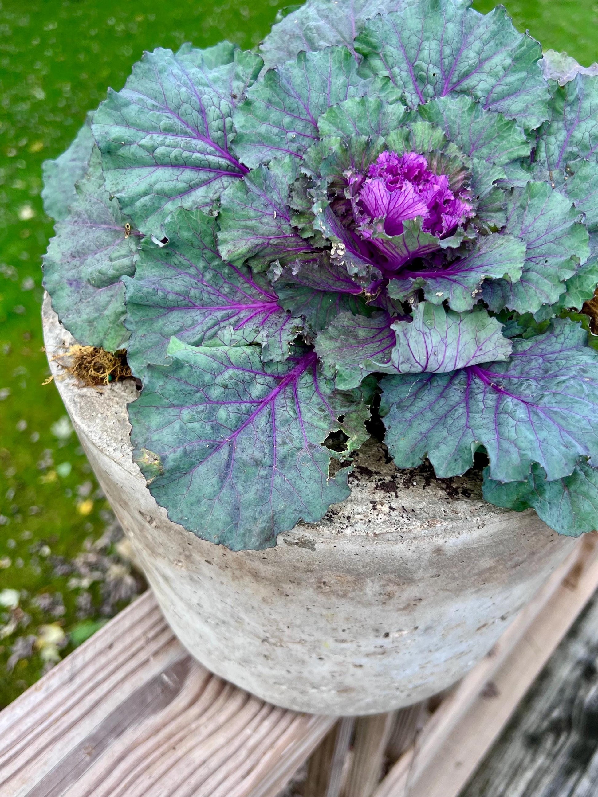 Purple-leafed plant in a concrete pot on a wooden surface with a green background