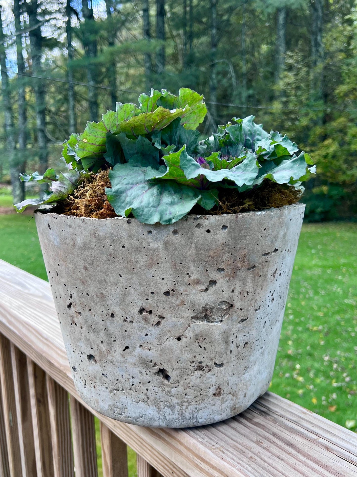 Concrete planter with green leafy plants on a wooden deck